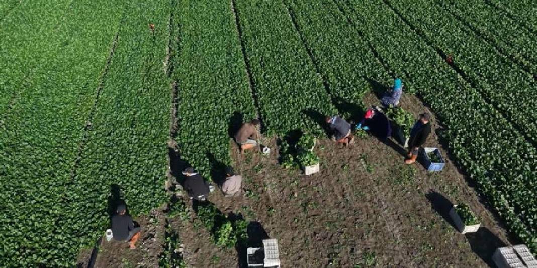 Verimli arazilerde hasat sezonu başladı! Emeğin karşılığı bereketli oluyor, 3 bin tondan fazla rekolte bekleniyor 2